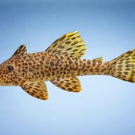 L006 Peckoltia oligospila 8 — side profile on a plain background — representative image - view 3