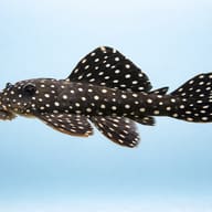 L007 Leporicantus galaxias 6 — side profile on a plain background — representative image - view 3