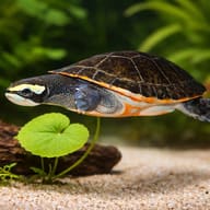 L014 Scobiancistrus aureatus 4 — close view showing fin and scale detail — representative image - view 4