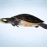 L014 Scobiancistrus aureatus 4 — side profile on a plain background — representative image - view 3