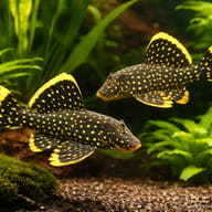 L018 Baryancistrus sp. Golden Nugget 4 — pair in a planted aquarium — representative image - view 2