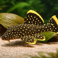 L018 Baryancistrus sp. Golden Nugget 4 — close view showing fin and scale detail — representative image - view 4