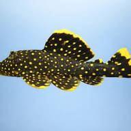 L018 Baryancistrus sp. Golden Nugget 4 — side profile on a plain background — representative image - view 3
