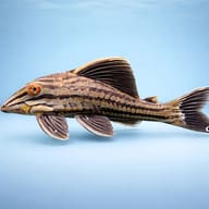L027 Panaque nigrolineatus 5 — side profile on a plain background — representative image - view 3