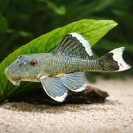 L047 Parancistrus sp. magnum — close view showing fin and scale detail — representative image - view 4