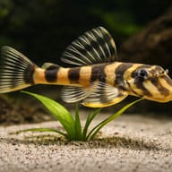 L052 Butterfly Pleco scale and fin detail on hardscape — representative image - view 4