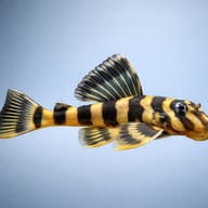 L052 Butterfly Pleco side profile for identification — representative image - view 3