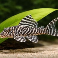 L066 King Tiger Pleco (Hypancistrus sp.) scale view beside aquarium plants — representative image - view 4