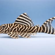 L066 King Tiger Pleco (Hypancistrus sp.) side view showing striped patterning — representative image - view 3