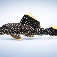 L081 Baryancistrus sp. 4 — side profile on a plain background — representative image - view 3