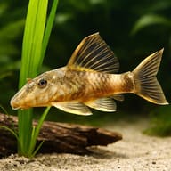 L103 Peckoltia sp. 4 — close view showing fin and scale detail — representative image - view 4