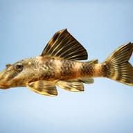 L103 Peckoltia sp. 4 — side profile on a plain background — representative image - view 3