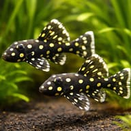 L142 Baryancistrus sp. tocantins snow ball 6 — pair in a planted aquarium — representative image - view 2