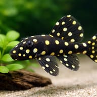 L142 Baryancistrus sp. tocantins snow ball 6 — close view showing fin and scale detail — representative image - view 4