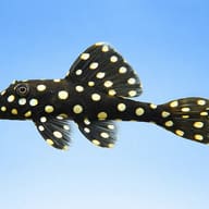 L142 Baryancistrus sp. tocantins snow ball 6 — side profile on a plain background — representative image - view 3