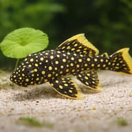 L177 Baryancistrus sp. 6 — close view showing fin and scale detail — representative image - view 4