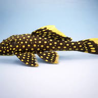 L177 Baryancistrus sp. 6 — side profile on a plain background — representative image - view 3