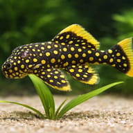 L177 Baryancistrus sp. irri-yellow-seam 8 — close view showing fin and scale detail — representative image - view 4