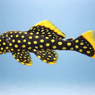 L177 Baryancistrus sp. irri-yellow-seam 8 — side profile on a plain background — representative image - view 3