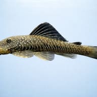 L187 Chaetostoma paersi 4 — side profile on a plain background — representative image - view 3