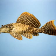 L196 Glyptoperichthys sp. 5 — side profile on a plain background — representative image - view 3