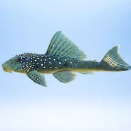 L200 Chaetostomus sp. 5 — side profile on a plain background — representative image - view 3