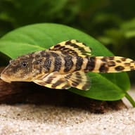 L206 Panagolus sp. — close view showing fin and scale detail — representative image - view 4