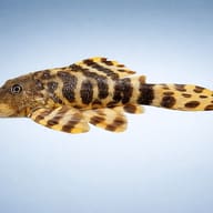 L206 Panagolus sp. — side profile on a plain background — representative image - view 3