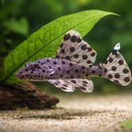 L264 Leporacanthicus joselimai 2 — close view showing fin and scale detail — representative image - view 4