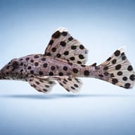 L264 Leporacanthicus joselimai 2 — side profile on a plain background — representative image - view 3