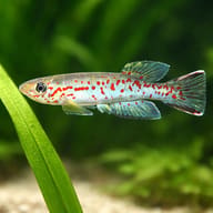 Labarre's Aphyosemion (Aphyosemion labarrei) scale and plant aquarium visual — representative image - view 4