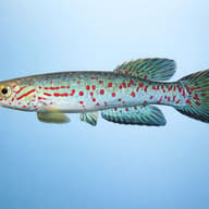 Labarre's Aphyosemion (Aphyosemion labarrei) side profile aquarium visual — representative image - view 3
