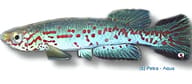 Labarre's Aphyosemion, Aphyosemion labarrei - view 5