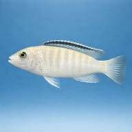 Electric White Cichlid (Labidochromis caeruleus “White”) side profile - view 3