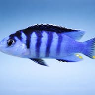 Labidochromis chisumulae 3 — side profile on a plain background — representative image - view 3