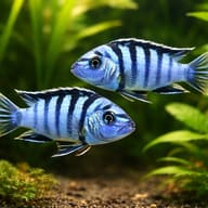 Labidochromis lundu blue 4 — pair in a planted aquarium — representative image - view 2