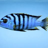 Labidochromis lundu blue 4 — side profile on a plain background — representative image - view 3