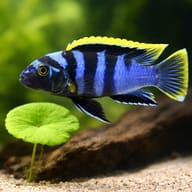Labidochromis sp. mbamba 3 — close view showing fin and scale detail — representative image - view 4