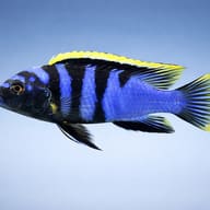 Labidochromis sp. mbamba 3 — side profile on a plain background — representative image - view 3