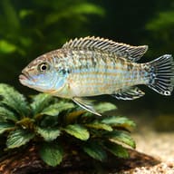 Labidochromis textilis 4 — close view showing fin and scale detail — representative image - view 4