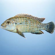 Labidochromis textilis 4 — side profile on a plain background — representative image - view 3