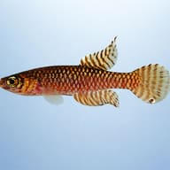Ladiges' Gaucho / Barredtail Pearlfish (Notholebias minimus) side profile showing barred tail pattern - view 3