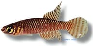 Ladiges' Gaucho / Barredtail Pearlfish, Notholebias minimus - view 5