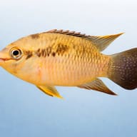 Laetacara thaeri 4 — side profile on a plain background — representative image - view 3