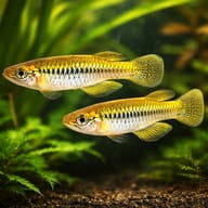 Tanganyika Lampeye (Lacustricola pumilus) group near floating plants - view 2