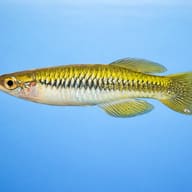 Tanganyika Lampeye (Lacustricola pumilus) — Lake Pampeye Pumilus side profile in calm planted water - view 3