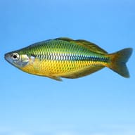 Lake Tebera Rainbowfish (Melanotaenia herbertaxelrodi) close view near fine-leaved plants — representative image - view 3