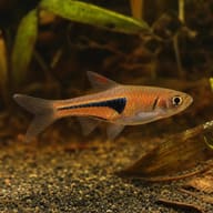 Representative Lambchop Rasbora (Trigonostigma espei) showing its copper-orange body and narrow black wedge in a planted - view 5
