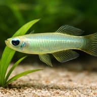 Lampeye (Aplocheilichthys normani) — close view showing fin and scale detail — representative image - view 4