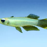 Lampeye (Aplocheilichthys normani) — side profile on a plain background — representative image - view 3